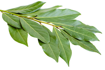 Branch of bay leaves on white background