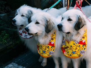 Three white dogs