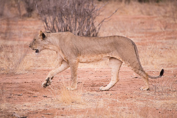 lioness in Samburu National Park, Kenya