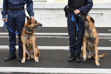 chien gendarme