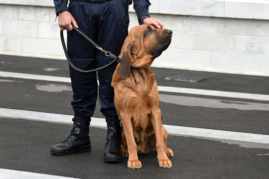 chien gendarme