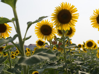 sunflowers