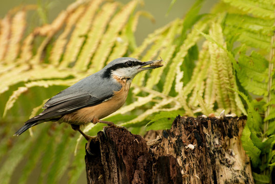 Eurasian Nuthach (Sitta Europaea)