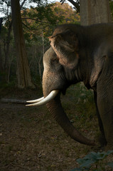 Asian Elephant Photographed in Thailand Jungle