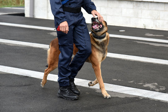 chien gendarme