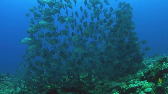 School of Blue Trevallies on a coral reef.  Carangidae - Carangoides ferdau, 4k footage