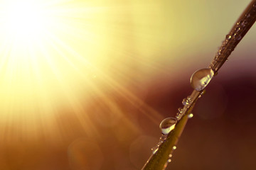 Fototapeta premium Fresh grass with dew drops at sunrise. Nature Background