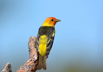 Male Western Tanager with Blue Sky Dark Background, standing on a branch, Oregon, USA