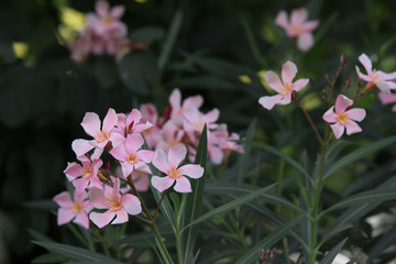 Small wild flowers and purple flowers in the grass in the daytime at the summer.