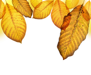 Autumn leaves isolated on white background