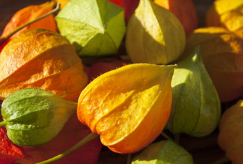 Lampionblumen liegen im Sonnenlicht - Physalis alkekengi - Nahaufnahme