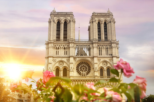 Notre Dame de Paris cathedral with rose bushes in front view at sunrise rays, Paris, France.