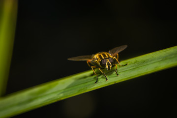 Schwebfliegenmakro