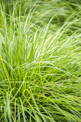 Green gras