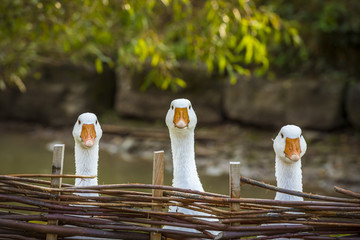Three funny white geese - Funny image with three domestic geese behind a wattled fence, looking in the same direction. - obrazy, fototapety, plakaty