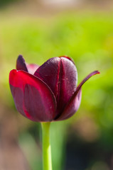 garden Tulip