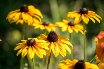Sonnenhüte - coneflowers