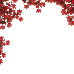 autumn red color on a white background maple, Acer platanoides