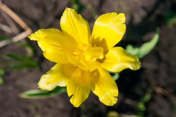 garden Tulip