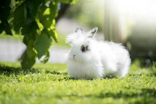 Kaninchen (Angora)