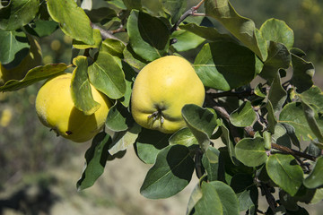 Ripe juicy organic natural quince on the tree at fall