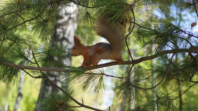 squirrel jumping from branch in the Park