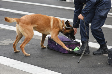 chien gendarme