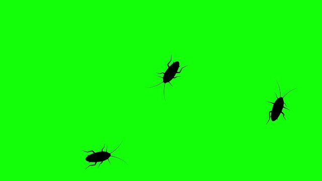 Three cockroach on green screen, CG animated silhouettes, seamless loop