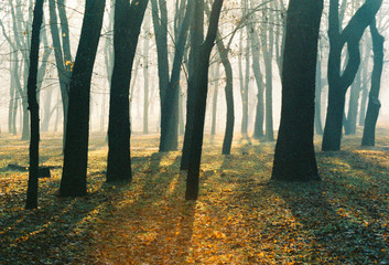 Autumn morning in foggy park