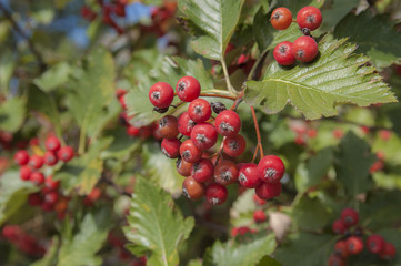 Красная рябина в лучах солнца