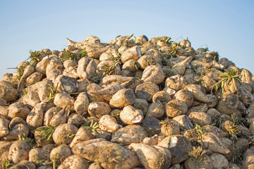 Sugar Beet Against Blue Sky. Pile of Organic Sugar Beet at the Field After Harvest.