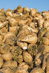 Sugar Beet Against Blue Sky. Pile of Organic Sugar Beet at the Field After Harvest.