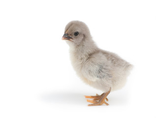 Adorable blue Easter chick on white background