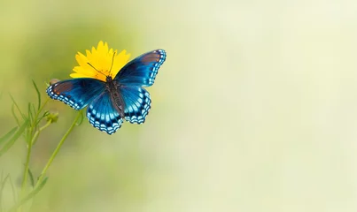Crédence de cuisine en verre imprimé Papillon Papillon bleu sur fleur jaune - une conception de fond de carte de visite