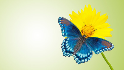 Business card design with blue butterfly on a yellow flower with green background - concept for green values