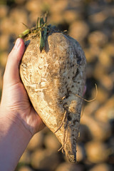 Sugar Beet in the Hand with Pile in the Background. Freshly Picked Organic Sugar Beet.