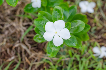 White flower on green leaf background in garden