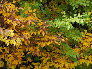 Multicolored autumn leaves in trees at a sunny day