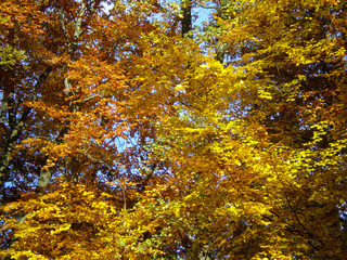 Multicolored autumn leaves in trees at a sunny day