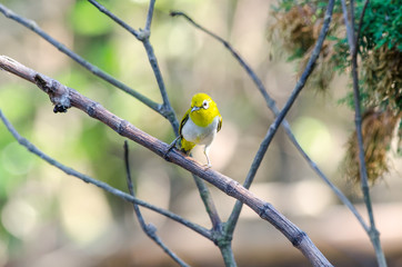 Oriental white eye