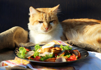 рыжий кот и салат