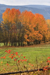 Obraz premium Autumn Landscape