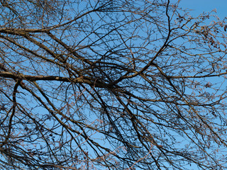 Branches of a tree against the blue sky