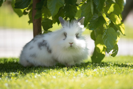 Angora-Kaninchen im Garten