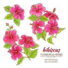 hibiscus flowers vector set - obrazy, fototapety, plakaty