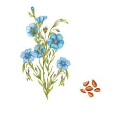 Obraz na płótnie Canvas Isolated botanical Illustration of flax plant and seeds