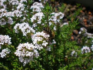Close up of flowering thyme with a working bee on it in springtime