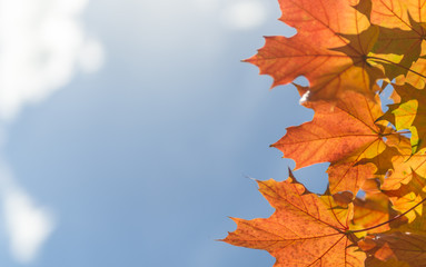 Yellow maple leaves.