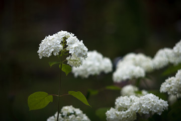 Flowers of Smooth Hydrangea
