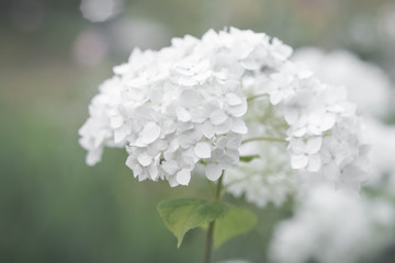 Flowers of Smooth Hydrangea